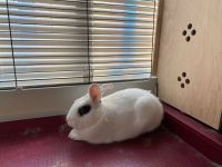 Blanc de Hotot Rabbits Photos
