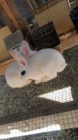 Blanc de Hotot Rabbits for sale in Hubbard, TX 76648, USA. price: $50