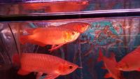Blind Cave Fish Fishes for sale in Dallas, TX 75206, USA. price: $300