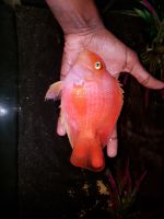 Blood Parrot Cichlid Fishes for sale in Kochi, Kerala, India. price: 1000 INR