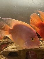 Blood Parrot Cichlid Fishes Photos