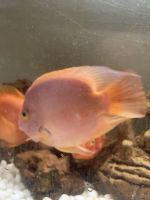 Blood Parrot Cichlid Fishes Photos