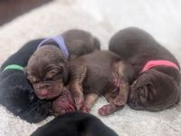 Bloodhound Puppies for sale in Hesperia, CA, USA. price: $1,000