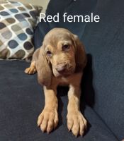 Bloodhound Puppies for sale in Bonneau, SC 29431, USA. price: $650