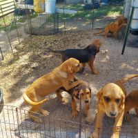 Bloodhound Puppies for sale in Cartwright, OK 74731, USA. price: $100