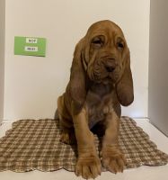 Bloodhound Puppies for sale in Plains, Montana. price: $800