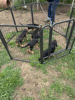 Bloodhound Puppies for sale in Elizabethtown, Kentucky. price: $85,000