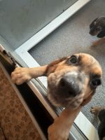 Bloodhound Puppies Photos