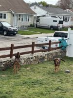 Bloodhound Puppies Photos