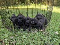 Bloodhound Puppies for sale in Eatonton, GA 31024, USA. price: $400