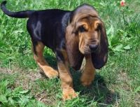 Bloodhound Puppies for sale in Philadelphia, PA, USA. price: $500