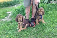 Bloodhound Puppies for sale in Seattle, WA 98103, USA. price: $500