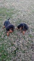 Bloodhound Puppies for sale in Caldwell, TX 77836, USA. price: $250