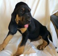 Bloodhound Puppies for sale in Houston, TX, USA. price: $500