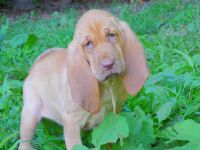Bloodhound pups available