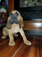 Bloodhound Puppies for sale in Fayetteville, NC, USA. price: $700