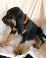 Bloodhound Puppies for sale in Boise, ID, USA. price: $500