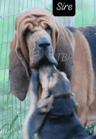 Bloodhound Puppies for sale in Centerburg, OH 43011, USA. price: $1,000