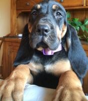 Bloodhound Puppies for sale in Lawrenceville, GA, USA. price: $500