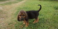 Bloodhound Puppies for sale in Marietta, GA, USA. price: $550