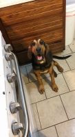 Bloodhound Puppies for sale in Newalla, Oklahoma City, OK 74857, USA. price: $200