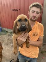 Purebred bloodhounds