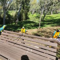 Blue-and-yellow Macaw Birds for sale in Texas Ct, Springdale Heights NSW 2641, Australia. price: $600
