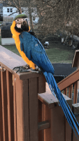 Blue-and-yellow Macaw Birds for sale in Jeannette, PA, USA. price: $2,500