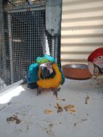 Blue-and-yellow Macaw Birds Photos