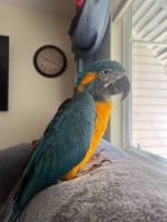 Blue-and-yellow Macaw Birds for sale in Durham, North Carolina. price: $841