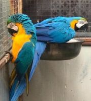 Blue-and-yellow Macaw Birds for sale in Oak Dale, New York. price: $700