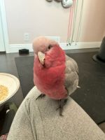 Blue-and-yellow Macaw Birds for sale in Acton, California. price: $2,500