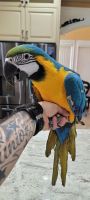 Blue-and-yellow Macaw Birds for sale in Atlantic, North Carolina. price: $800