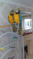 Blue-and-yellow Macaw Birds for sale in Lake Los Angeles, California. price: $1,000