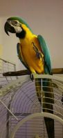 Blue-and-yellow Macaw Birds for sale in Río Piedras, San Juan, Puerto Rico. price: $450
