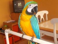 Blue-and-yellow Macaw Birds for sale in Sakaka Saudi Arabia. price: 1,200 SAR