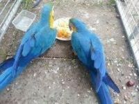 Blue-and-yellow Macaw Birds for sale in Waterville, KS, USA. price: $600