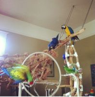 Blue-and-yellow Macaw Birds for sale in Brandon, MB R7A, Canada. price: NA
