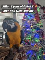 Blue-and-yellow Macaw Birds for sale in Temple, TX 76502, USA. price: $3,500