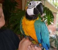 Blue-and-yellow Macaw Birds for sale in Hanford, CA 93230, USA. price: $700