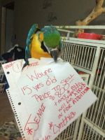 Blue-and-yellow Macaw Birds for sale in Trumbull, CT 06611, USA. price: $800