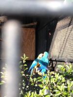Blue-and-yellow Macaw Birds for sale in Phoenix, AZ, USA. price: NA