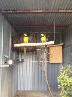 Blue-and-yellow Macaw Birds for sale in Little Rock, AR, USA. price: NA
