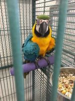 Blue-and-yellow Macaw Birds for sale in Santa Cruz, CA, USA. price: $700