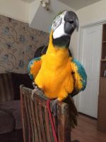 Blue-and-yellow Macaw Birds for sale in Texas Ave, Houston, TX, USA. price: $550