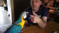 Blue-and-yellow Macaw Birds for sale in Manassas, VA, USA. price: $700