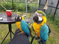 Blue-and-yellow Macaw Birds Photos