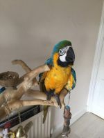 Blue-and-yellow Macaw Birds for sale in New Tecumseth, ON, Canada. price: $1,300