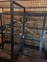 Blue-and-yellow Macaw Birds for sale in Tuscaloosa, AL, USA. price: NA