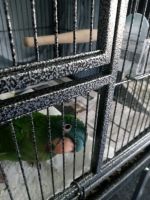 Blue Crown Conure Birds for sale in Amherst, OH, USA. price: $1,100